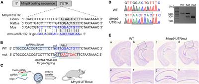 Disrupting interaction between miR-132 and Mmp9 3′UTR improves synaptic plasticity and memory in mice